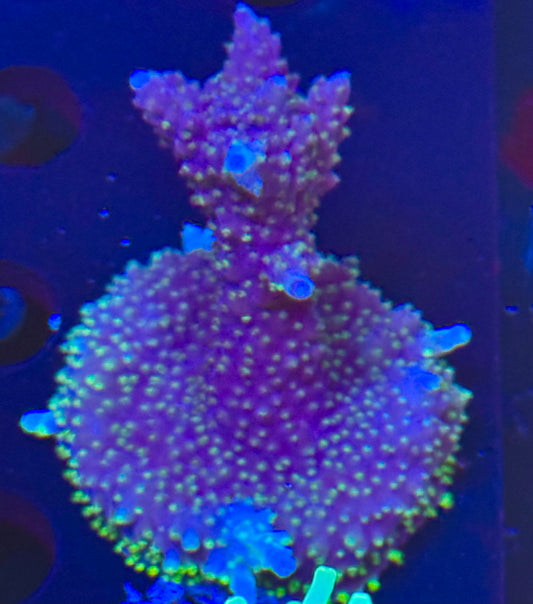 Grafs Bonsai Acro Frag