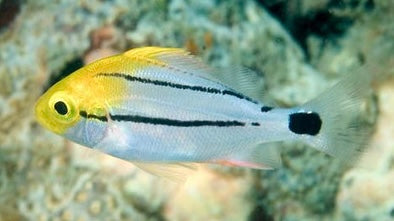 Porkfish juv