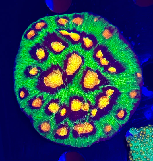 JF Raja Rampage Chalice Coral