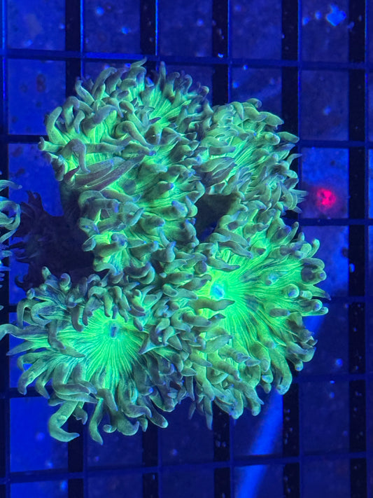 Green Duncan coral Frag