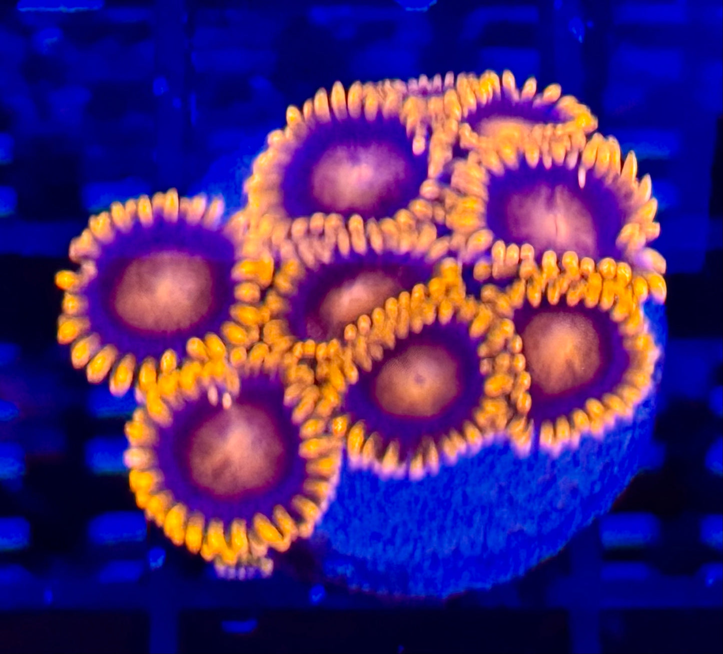 Zoanthids Fiji Bam Bam Orange