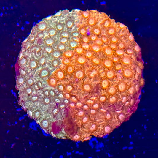 TSA Tropicana Twist Cyphastrea Coral