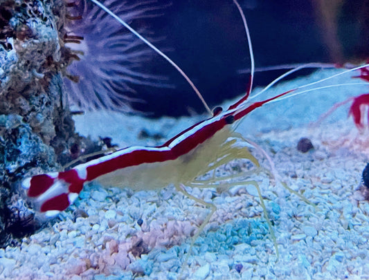 Cleaner shrimp LG