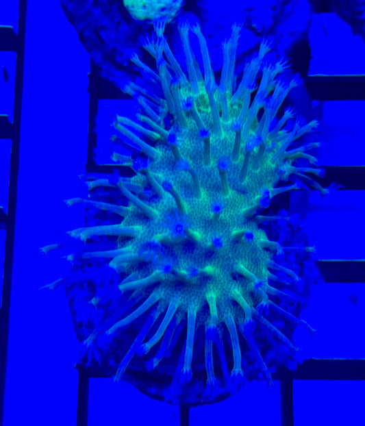 Green long polip sarcophyton Frag