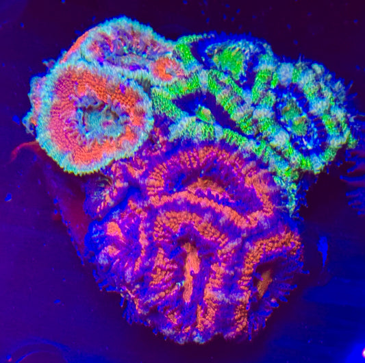 Acan combo ultra